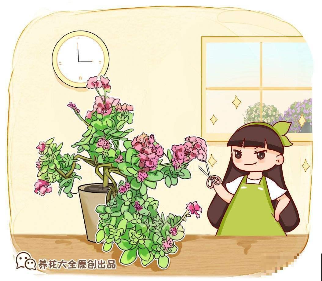 厕所养盆“杀菌花”，净化空气效果好，空气还清新