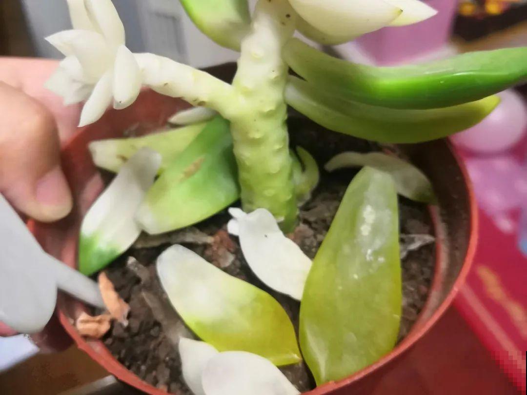 超过28℃,多肉7个现象就很危险,现在知道还不晚 超过28℃,多肉7个现象就很危险,现在知道还不晚