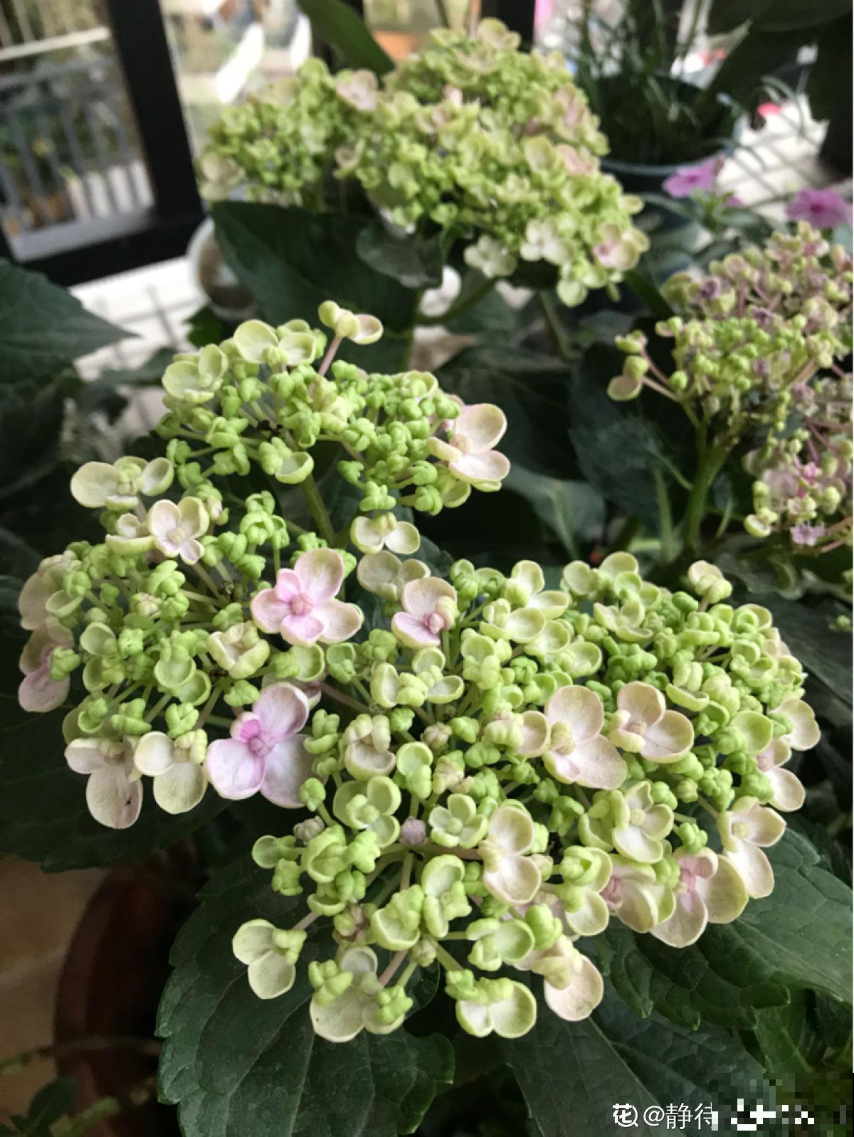 绣球最受欢迎的品种，春天种一棵，耐阴开花多