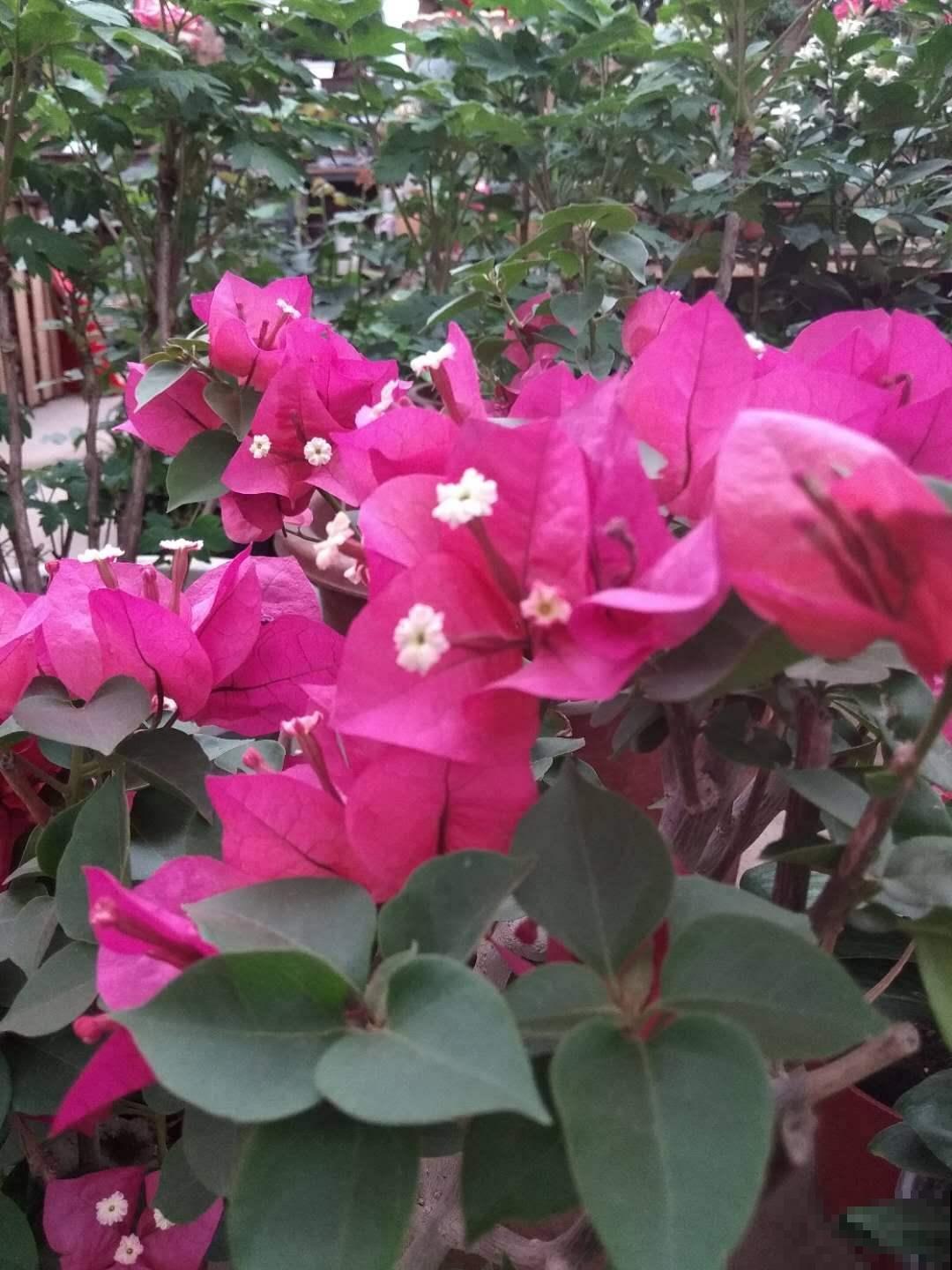 在家养三角梅，学会这一招，花芽蹭蹭冒不停！