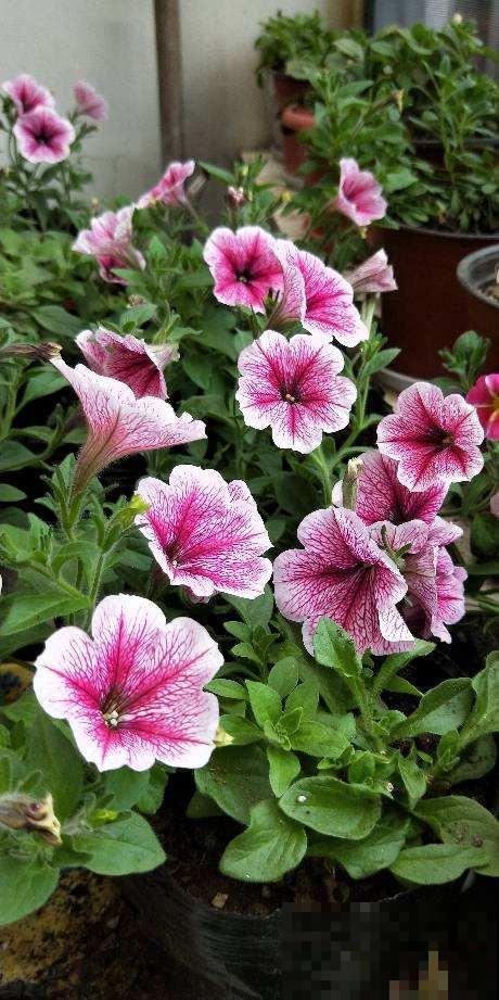 天气热了,植物开始休眠,现在就要少施肥 天气热了,植物开始休眠,现在就要少施肥