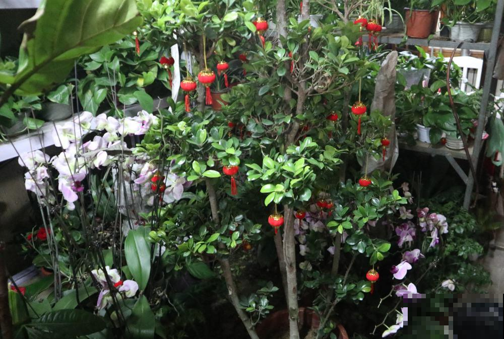 玉树这样养，棵棵叶肥枝壮，长成真正的玉树临风！