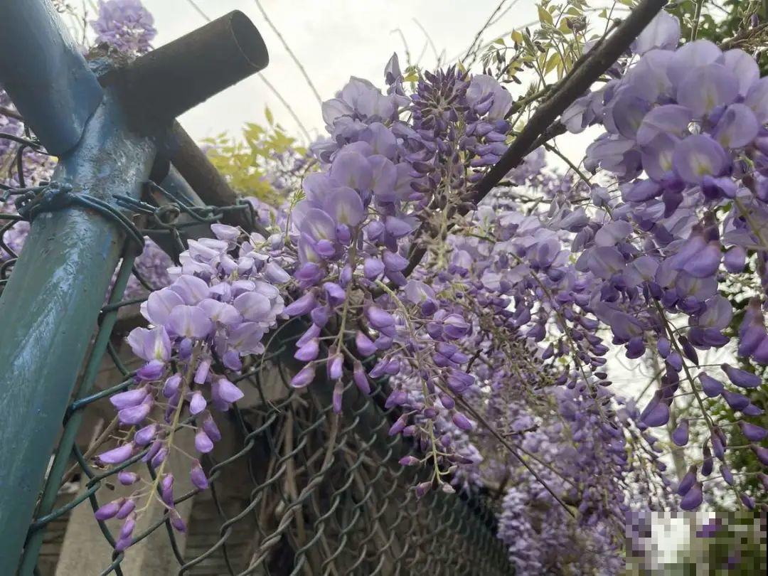 20种有毒花，看见绕道儿走，千万别乱摸