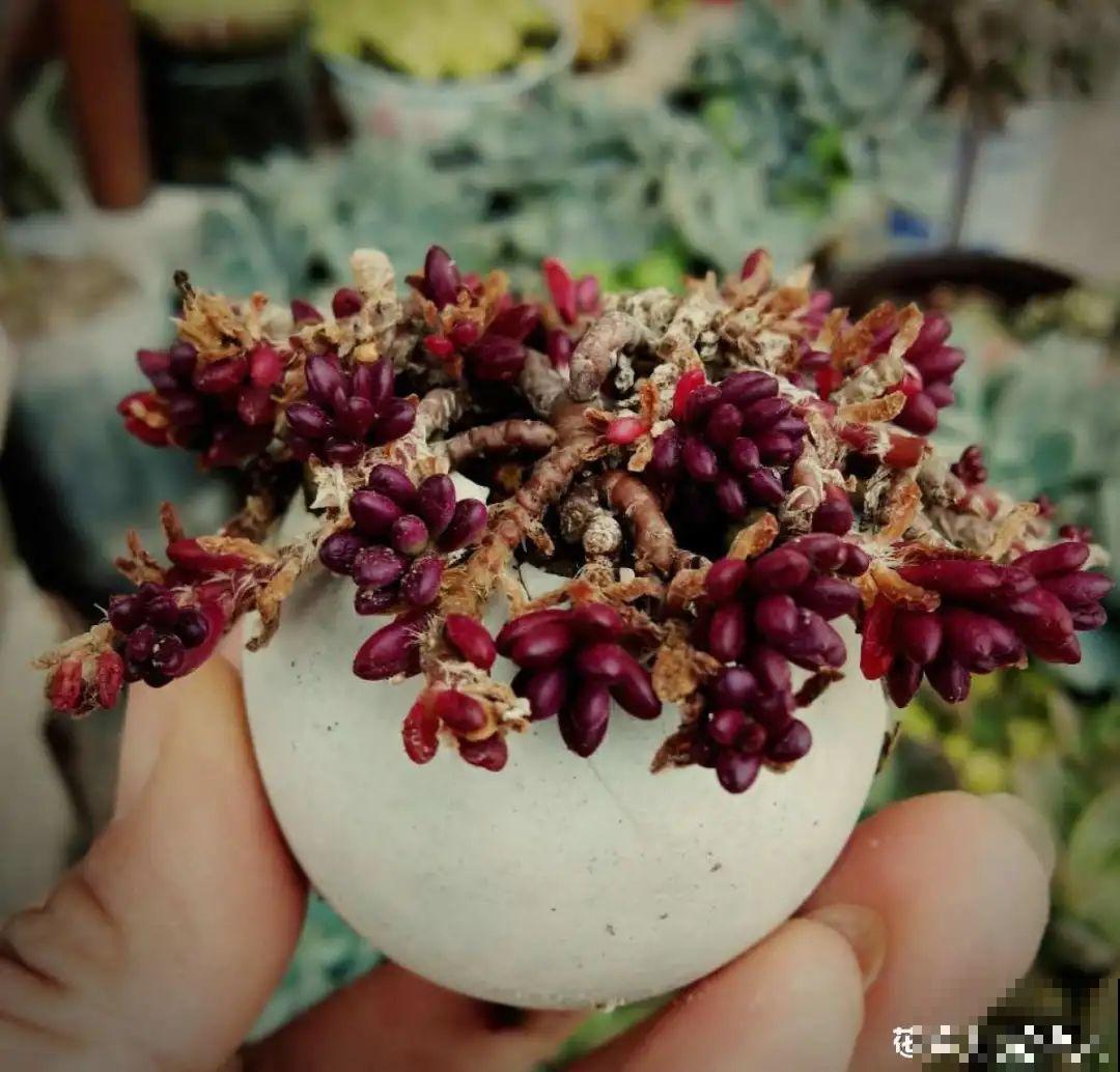 蛋壳里养多肉，长成老桩超好看，还能废物利用