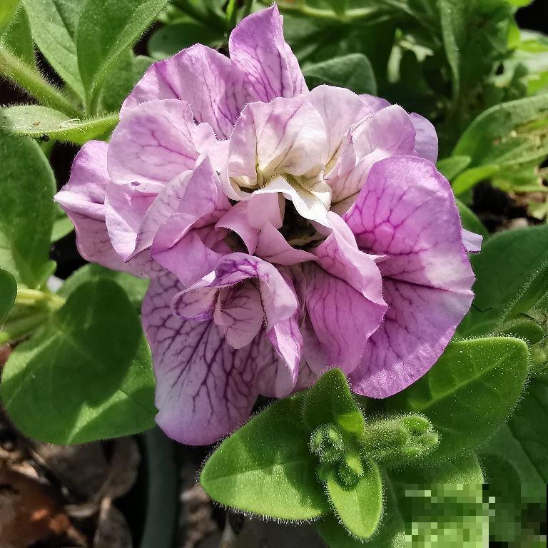 养花当成爱好没事,就是别过“底线”,不然容易惹麻烦 养花当成爱好没事,就是别过“底线”,不然容易惹麻烦