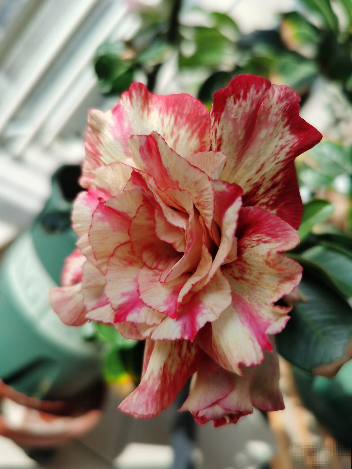 学校让孩子带盆花,可难坏了父母,到底带啥花好呢? 学校让孩子带盆花,可难坏了父母,到底带啥花好呢?