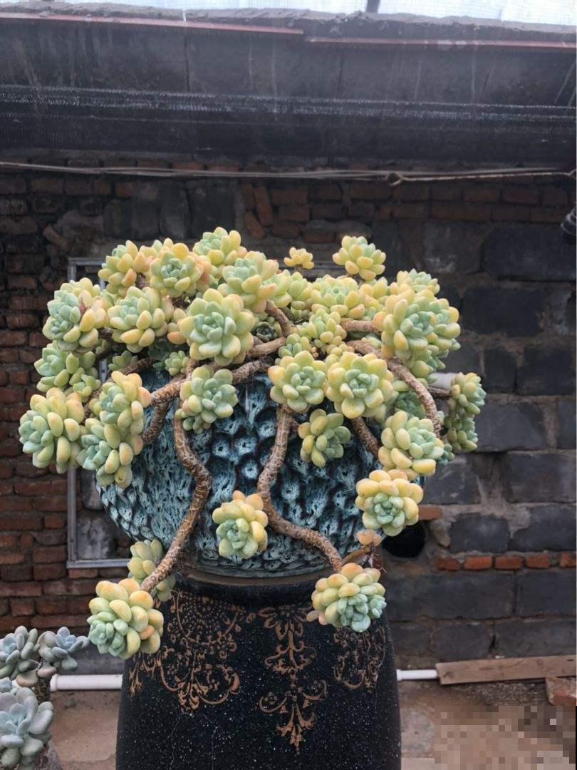 多肉养不旺？稍微加点技巧，蹭蹭“长肉”！