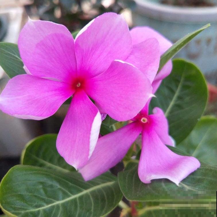 4种花是大水缸，一天不浇水，马上蔫给你看