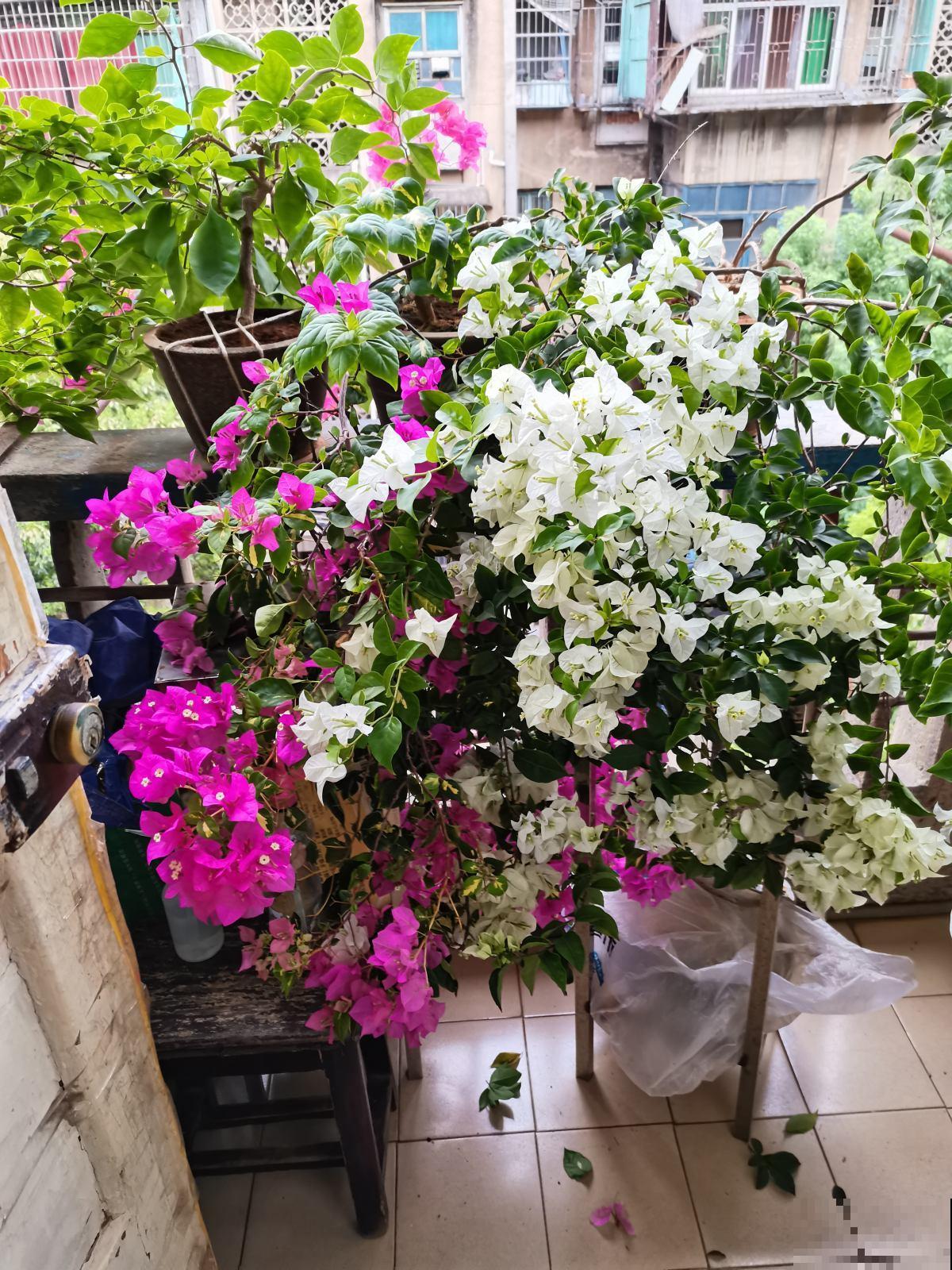 4种花一旦入了品种坑,钱包一天比一天薄,根本出不了坑 4种花一旦入了品种坑,钱包一天比一天薄,根本出不了坑