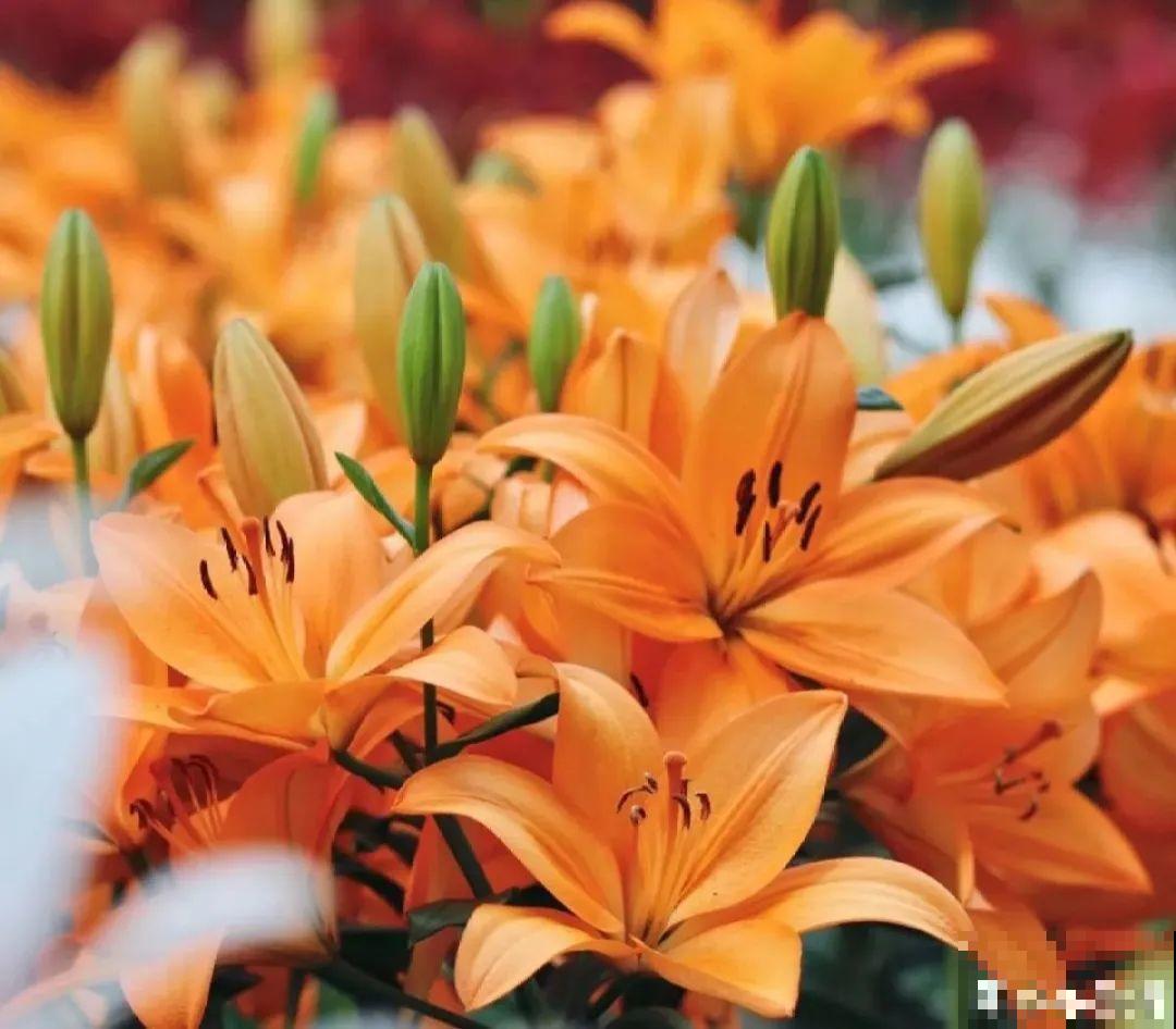 家里养盆香水花,满屋子飘香,还能净化空气 家里养盆香水花,满屋子飘香,还能净化空气