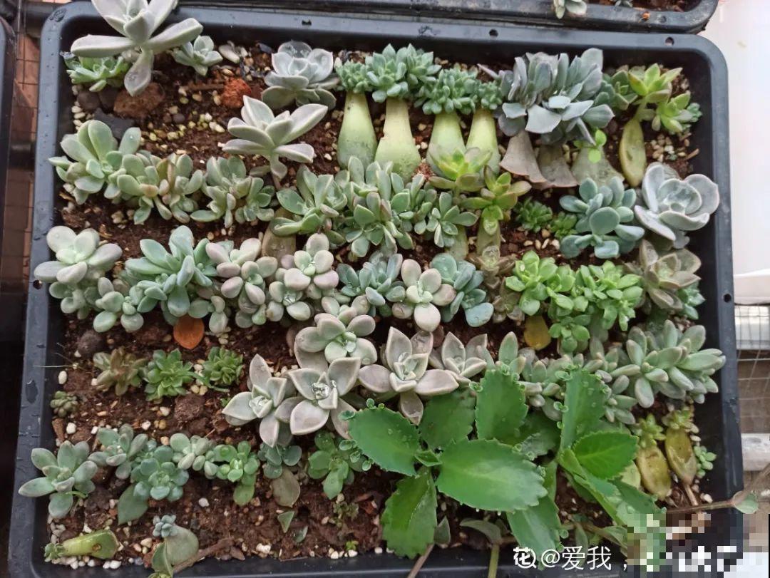 7种“落地生根”花,春天多插几棵,成活率特别高 7种“落地生根”花,春天多插几棵,成活率特别高