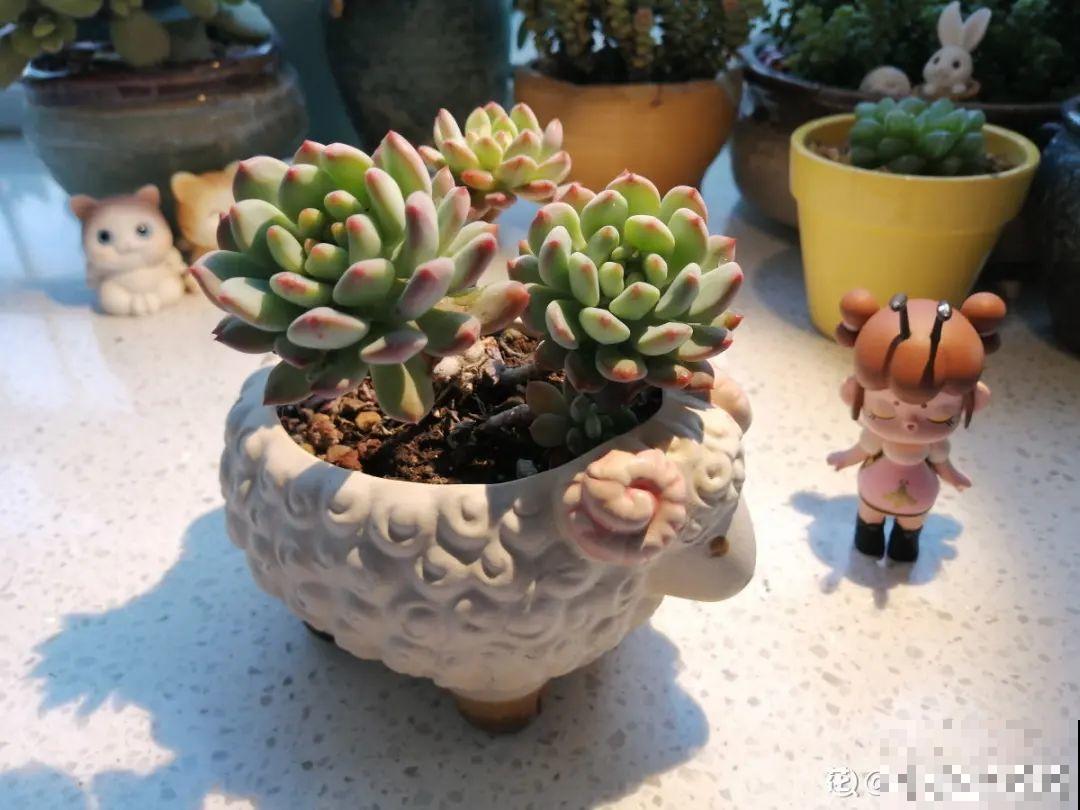 给多肉选花盆,才是最大的乐趣,不信你试试 给多肉选花盆,才是最大的乐趣,不信你试试