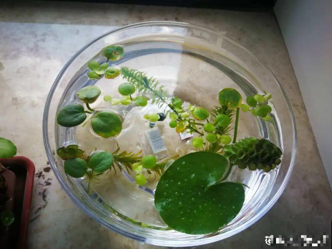 10种花夏天喝水多,多浇水,很快爆满一大缸 10种花夏天喝水多,多浇水,很快爆满一大缸