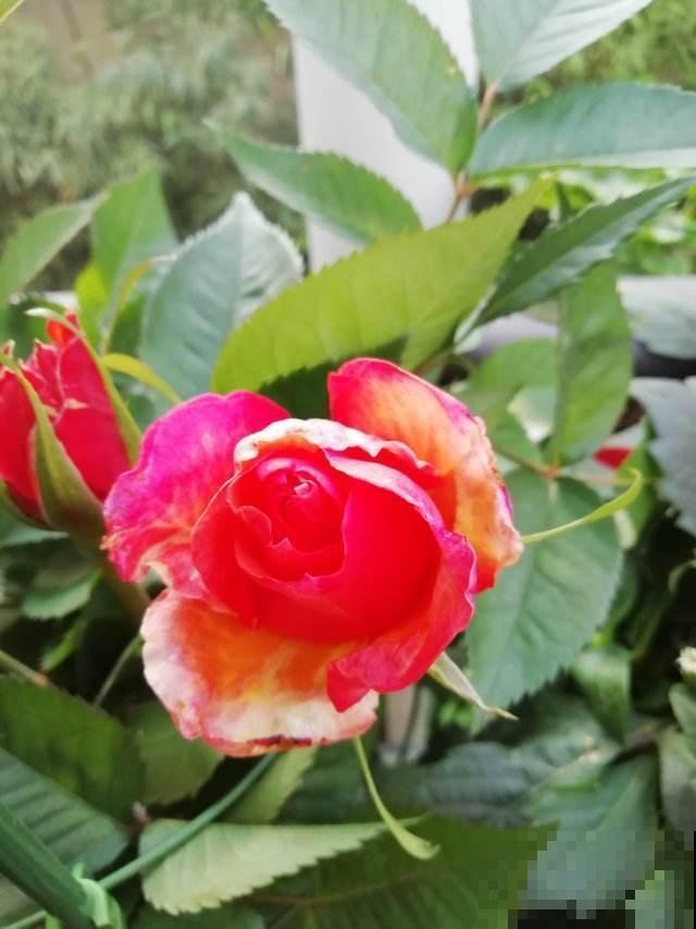 养月季的一些常见问题，现在教你怎么治，让花重新长旺！