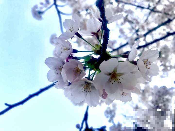 樱花下落的速度真的是秒速5厘米？别被误导了，这才是真相！