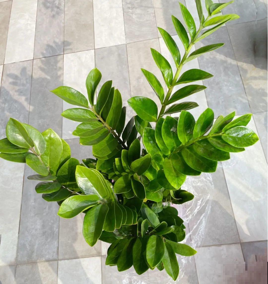 虐着养的花，剪成秃子，半月不浇水，呼呼开花