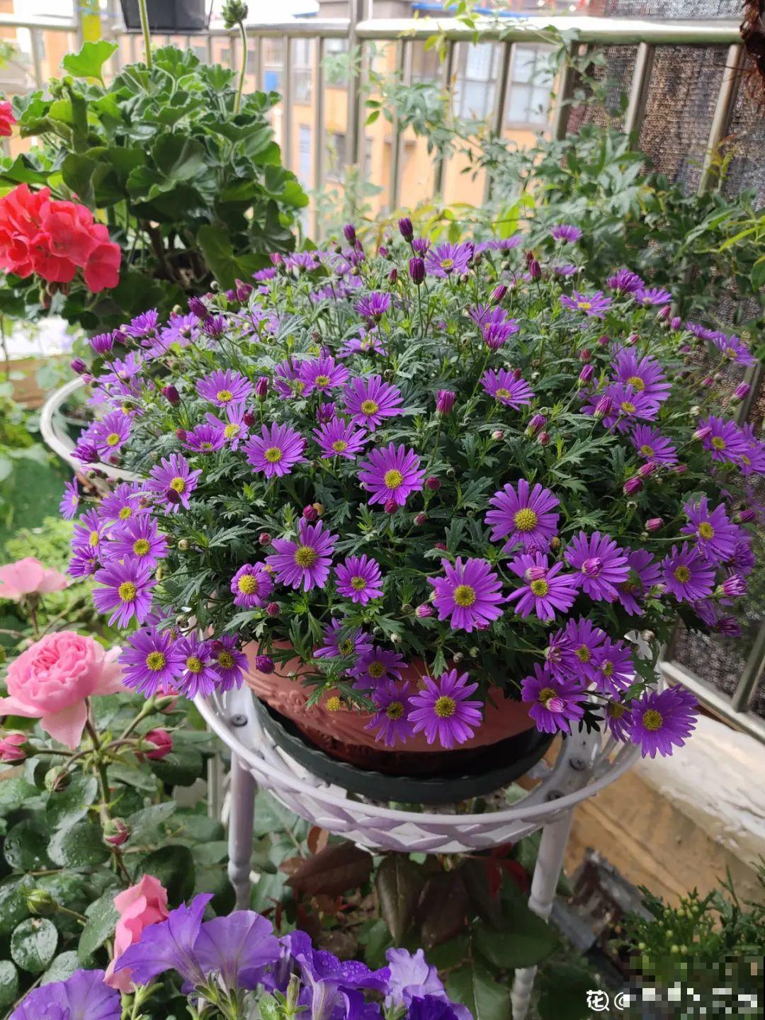 大岩桐特耐阴，每天一两个小时光照，一年开花上百天