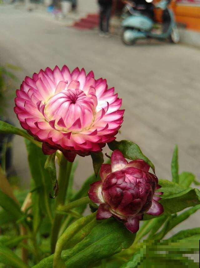 这花像假花，干了也不褪色，“保质期”太长！