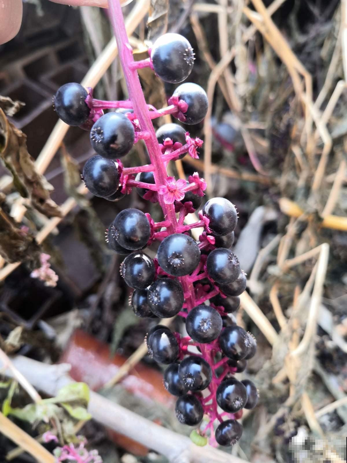 入侵植物太可怕，泛滥严重，家里见到就要拔干净