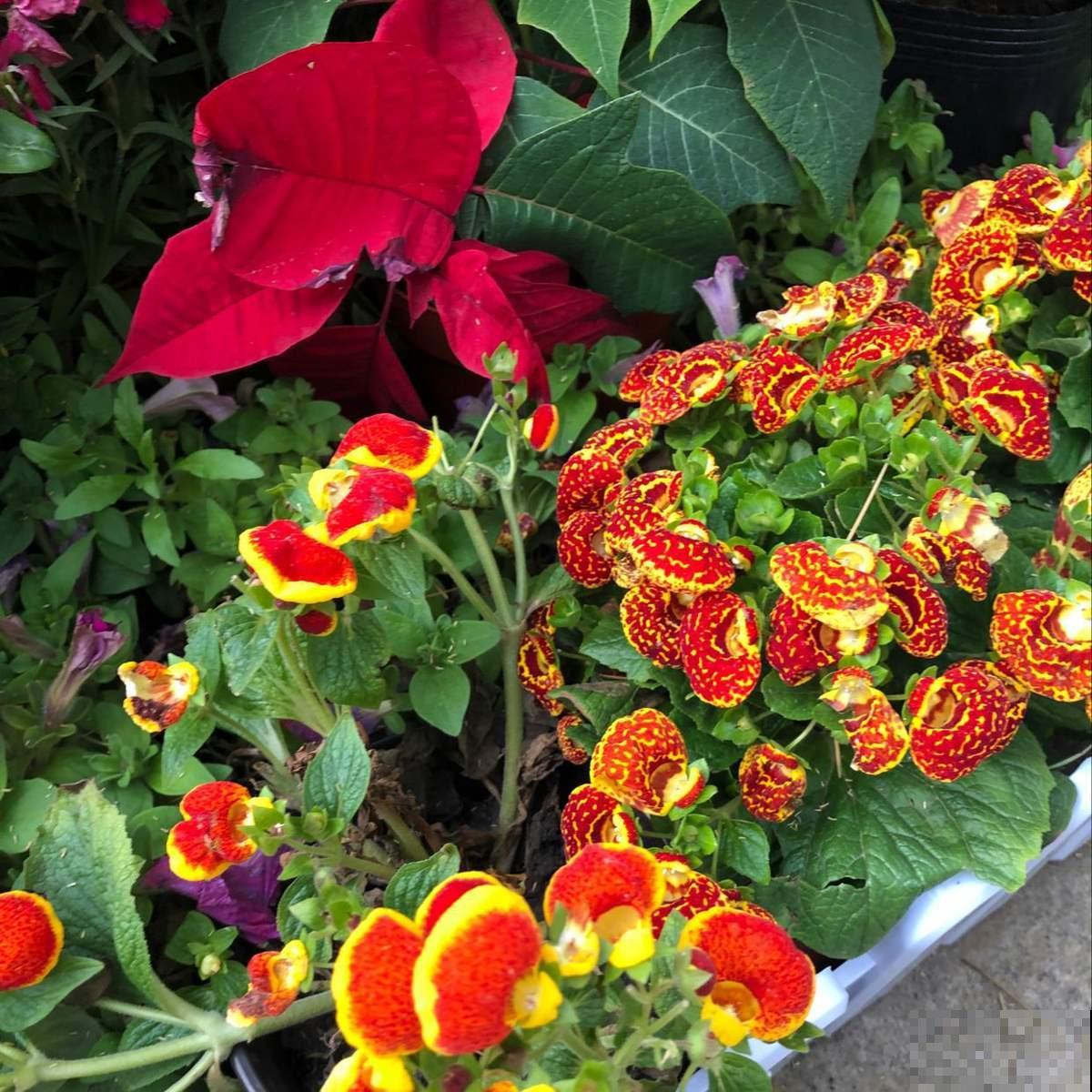 一盆花摆在家里，颜值堪比“艺术品”，当做软装很有特点