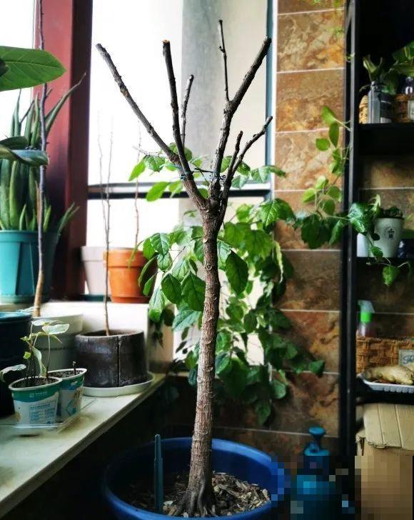 10种花越高越值钱,能长到2米,大高个霸气镇宅! 10种花越高越值钱,能长到2米,大高个霸气镇宅!