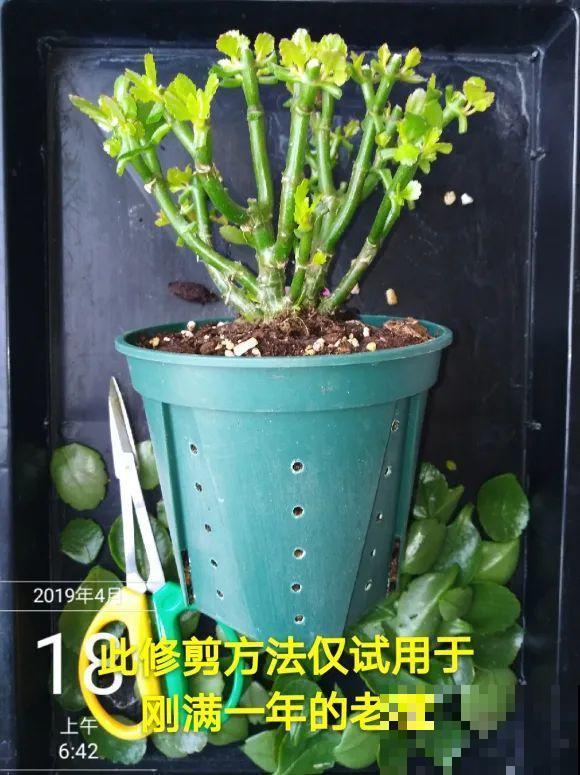 三角梅长不好?赶紧给它摘叶子,摘得越干净,长得越好 三角梅长不好?赶紧给它摘叶子,摘得越干净,长得越好