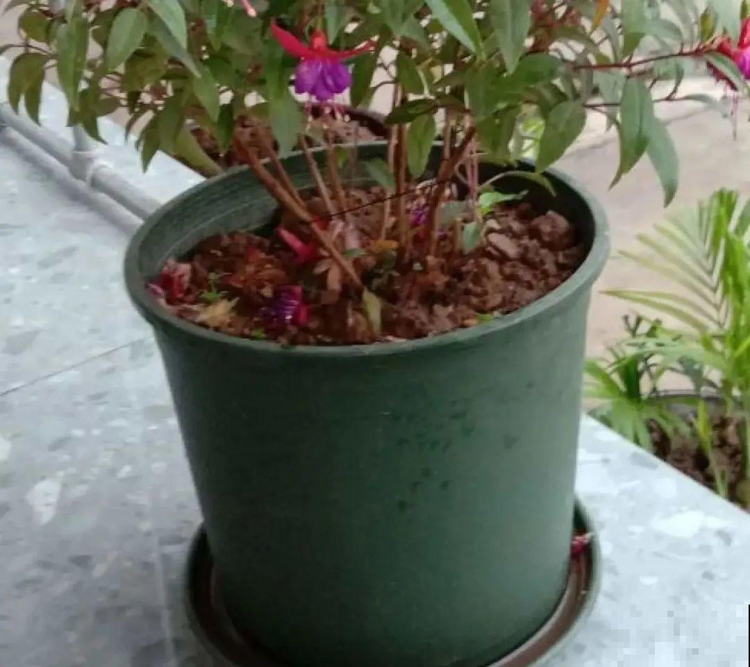 家里养了月季,花后使劲剪,越剪越开花,真省心 家里养了月季,花后使劲剪,越剪越开花,真省心