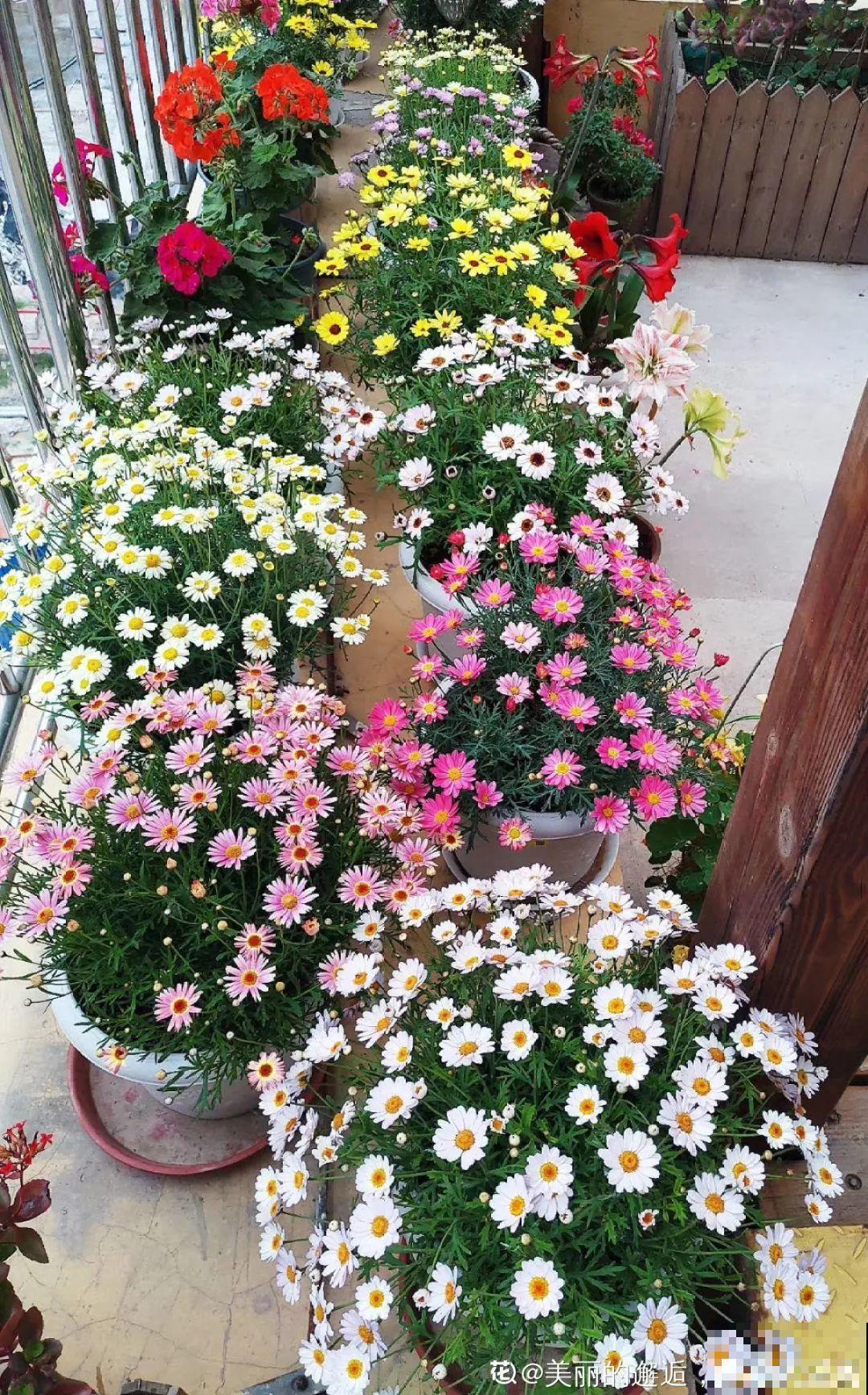 春天养太阳花,猛晒太阳才开花,扦插特好活 春天养太阳花,猛晒太阳才开花,扦插特好活