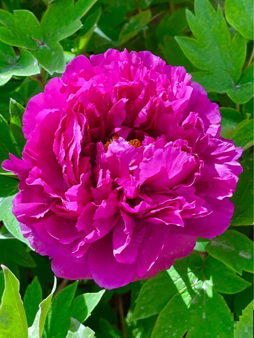 养这4种花,省事不费力,开出又大又艳的花来! 养这4种花,省事不费力,开出又大又艳的花来!