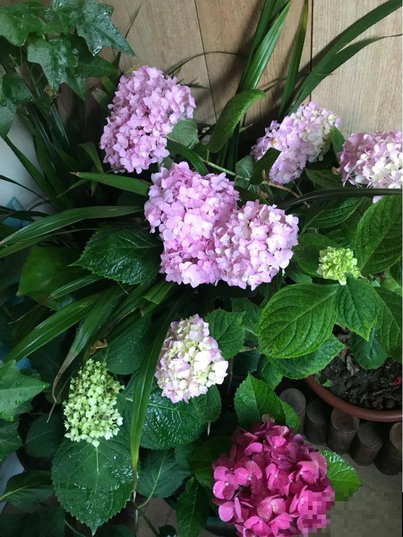 绣球到了花季,一直不开花,还是得从养护找原因 绣球到了花季,一直不开花,还是得从养护找原因