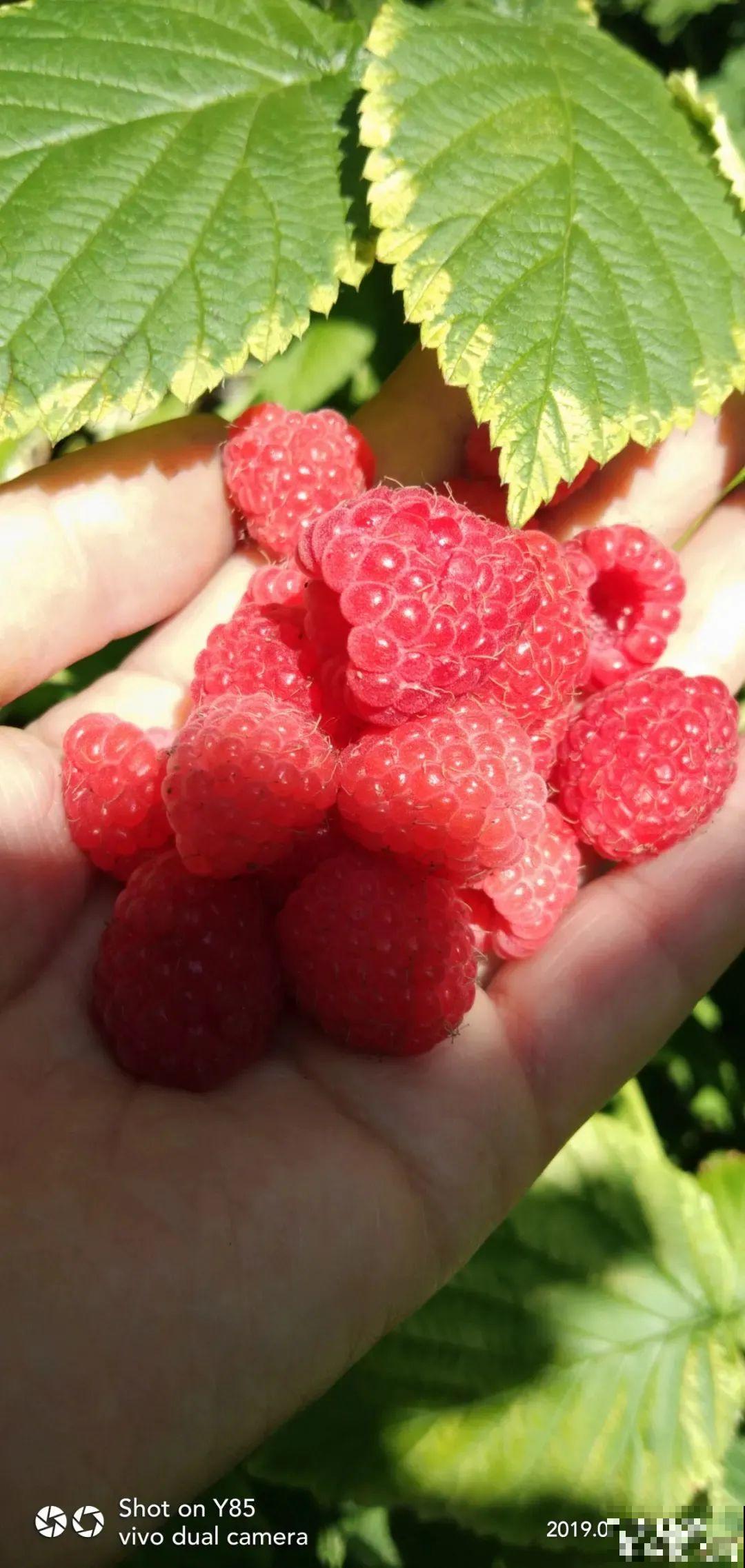 家里种棵树莓,越晒结果子越多,满树红彤彤! 家里种棵树莓,越晒结果子越多,满树红彤彤!