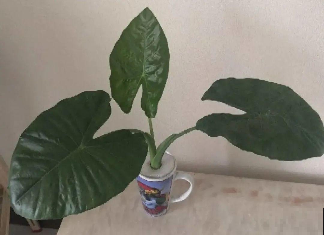 半死不活的花,扔水里,突然长疯了 半死不活的花,扔水里,突然长疯了