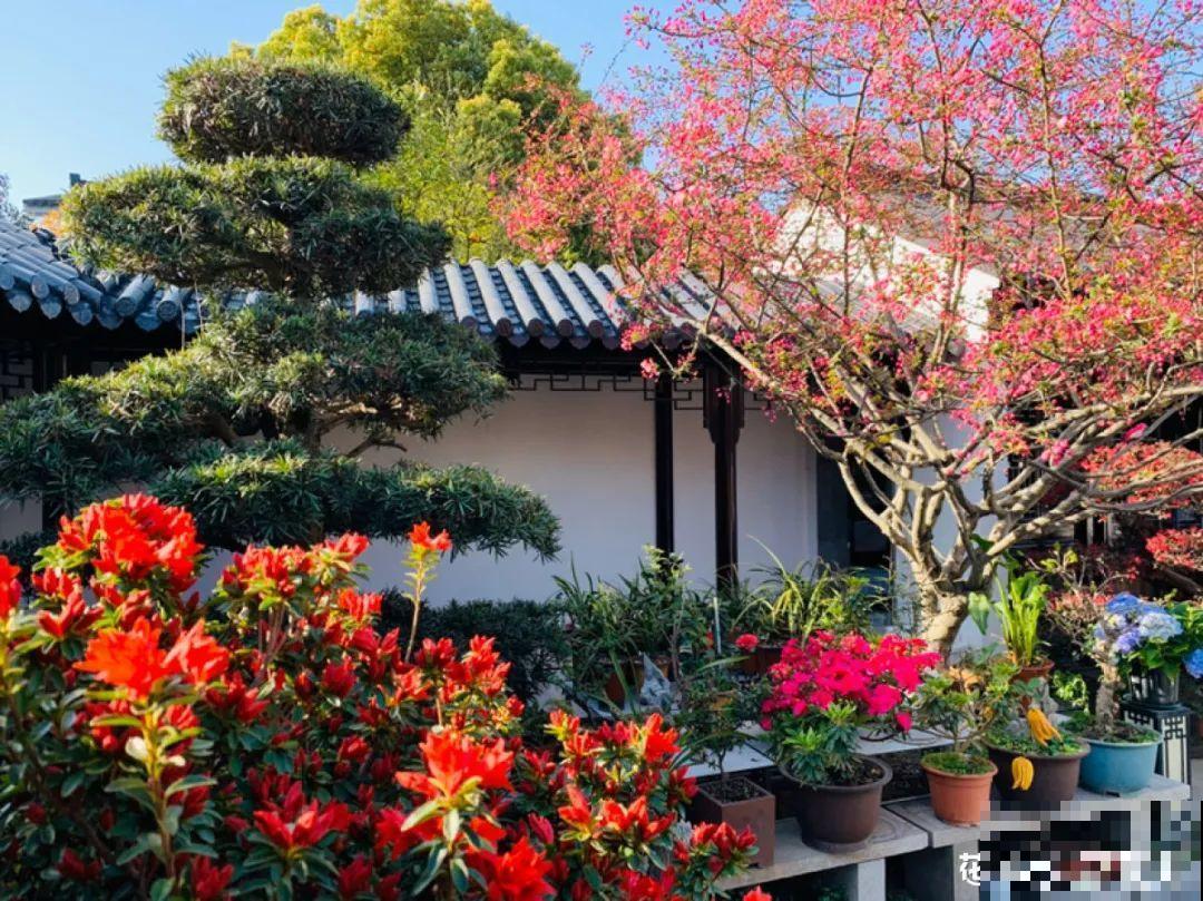 春天来了，有个院子养点花，简直太幸福