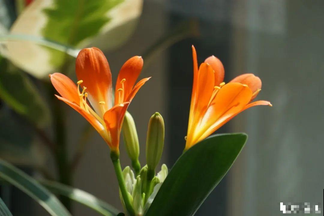 天热了，20种花最怕浇水，浇得越多，死得越快！