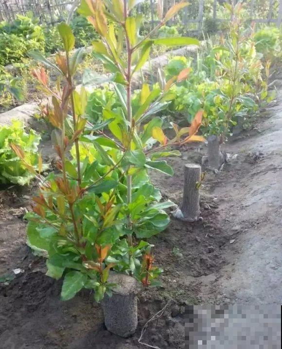 春天的大粗杆子，直接插土里，很快就生根