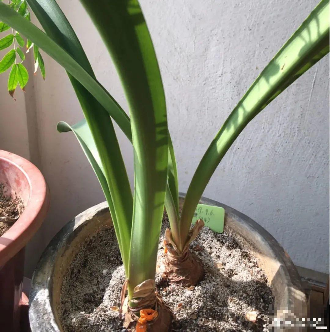 长寿开花后，要好好修剪，很快冒新芽