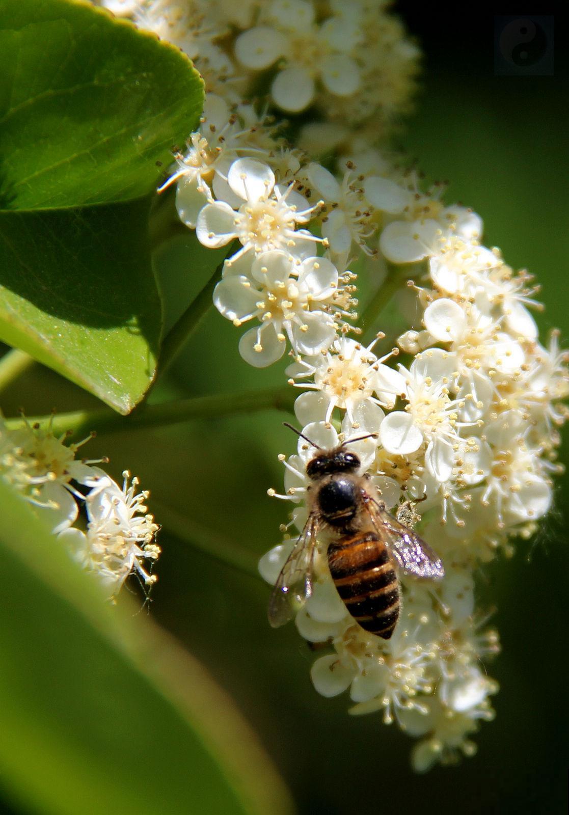 3种花颜值高,就是有“狐臭”,真是让人难以抉择 3种花颜值高,就是有“狐臭”,真是让人难以抉择