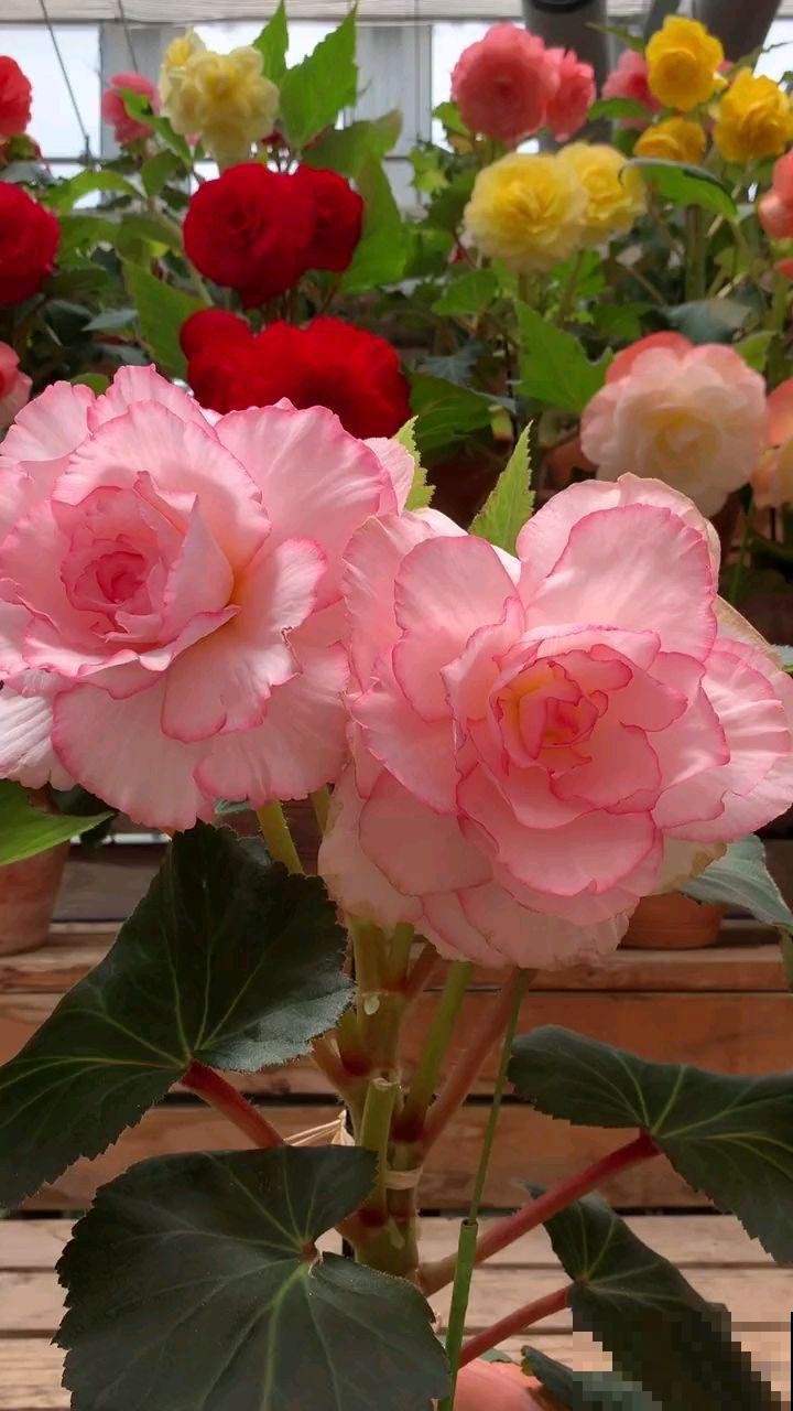 适合现在种的球根植物，4月初种上， 5月底就开花