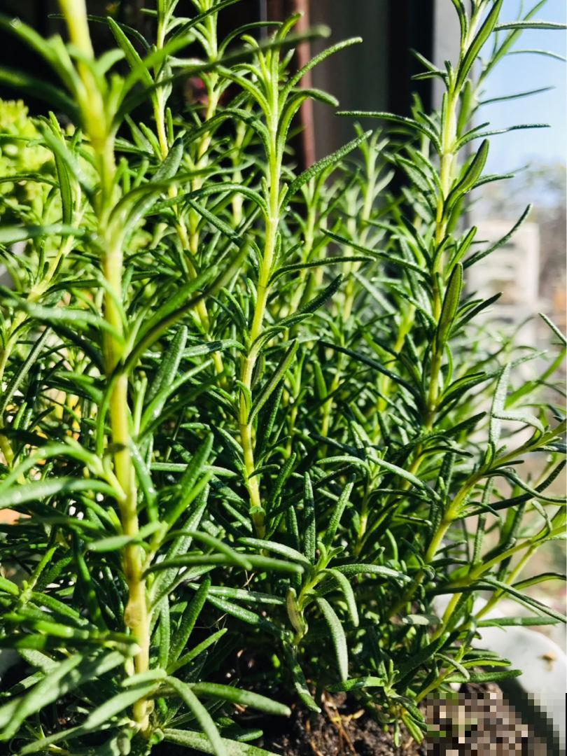 4种香草植物，香味十足，闻一闻神清气爽