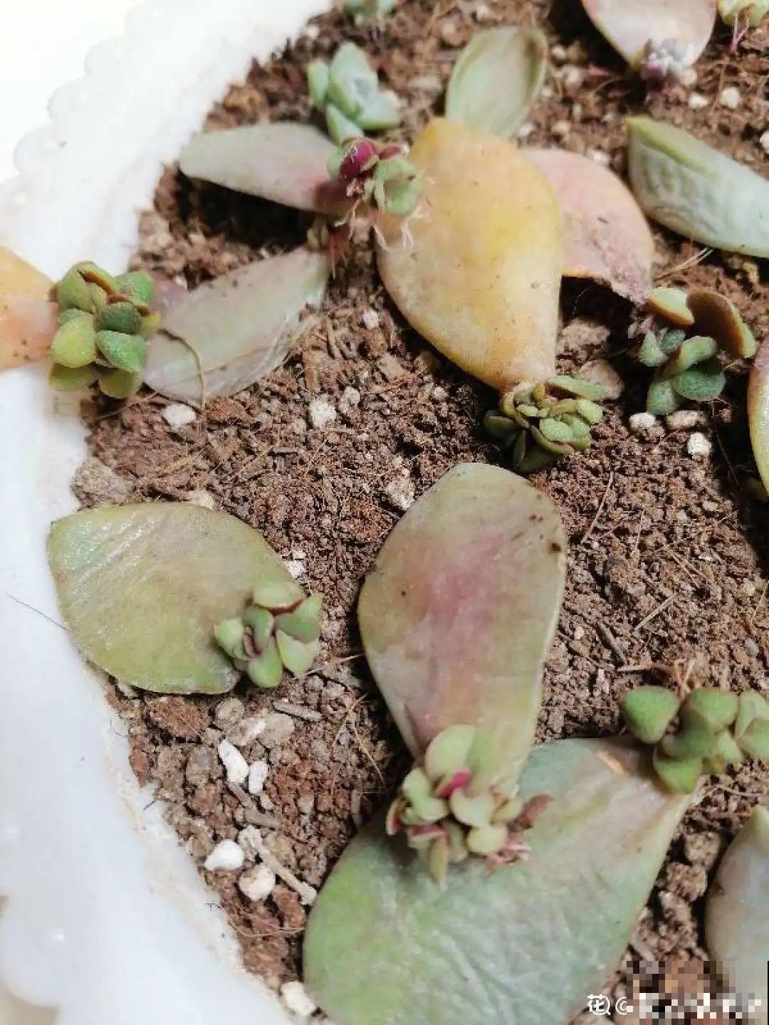 12种花真是太能生，叶子沾土就生根，实在太好活