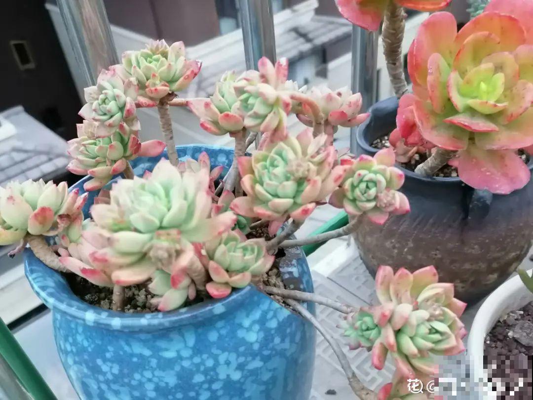 多肉长满白毛须，是个危险信号，要及时处理