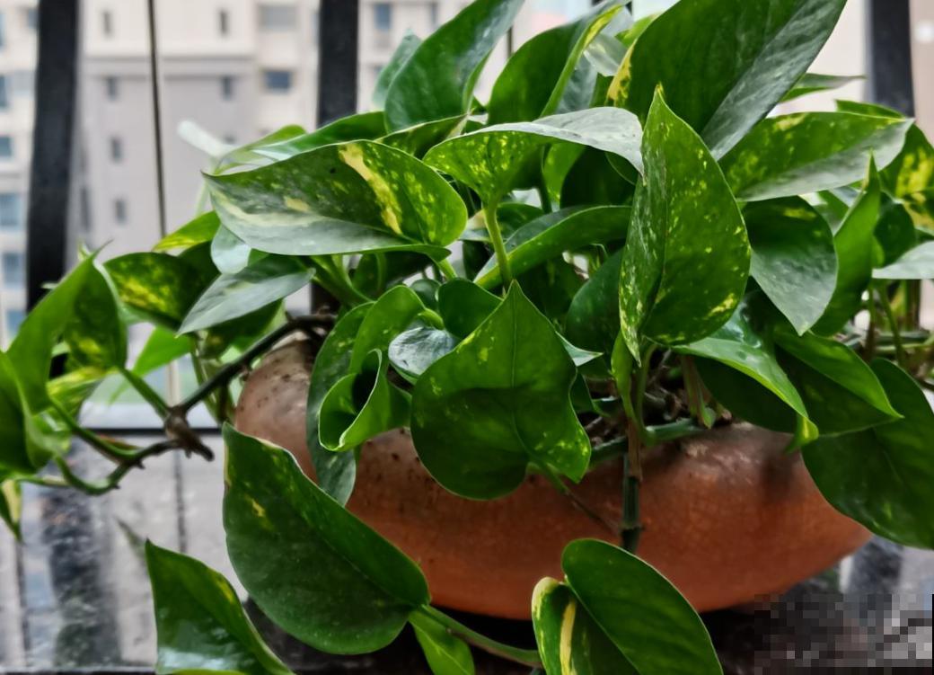 4种花颜值很高，但就败在名字上，真是冤枉