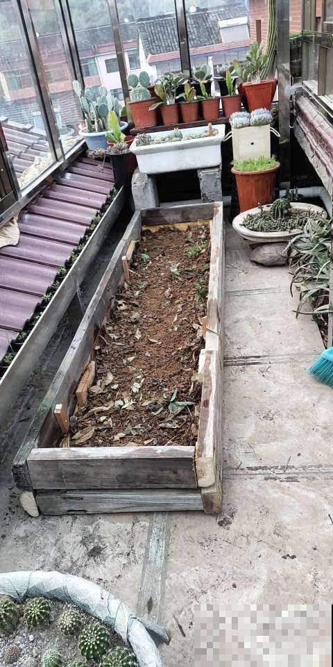 阳台种棵火龙果，果子爬满了枝头，可馋坏了邻居！