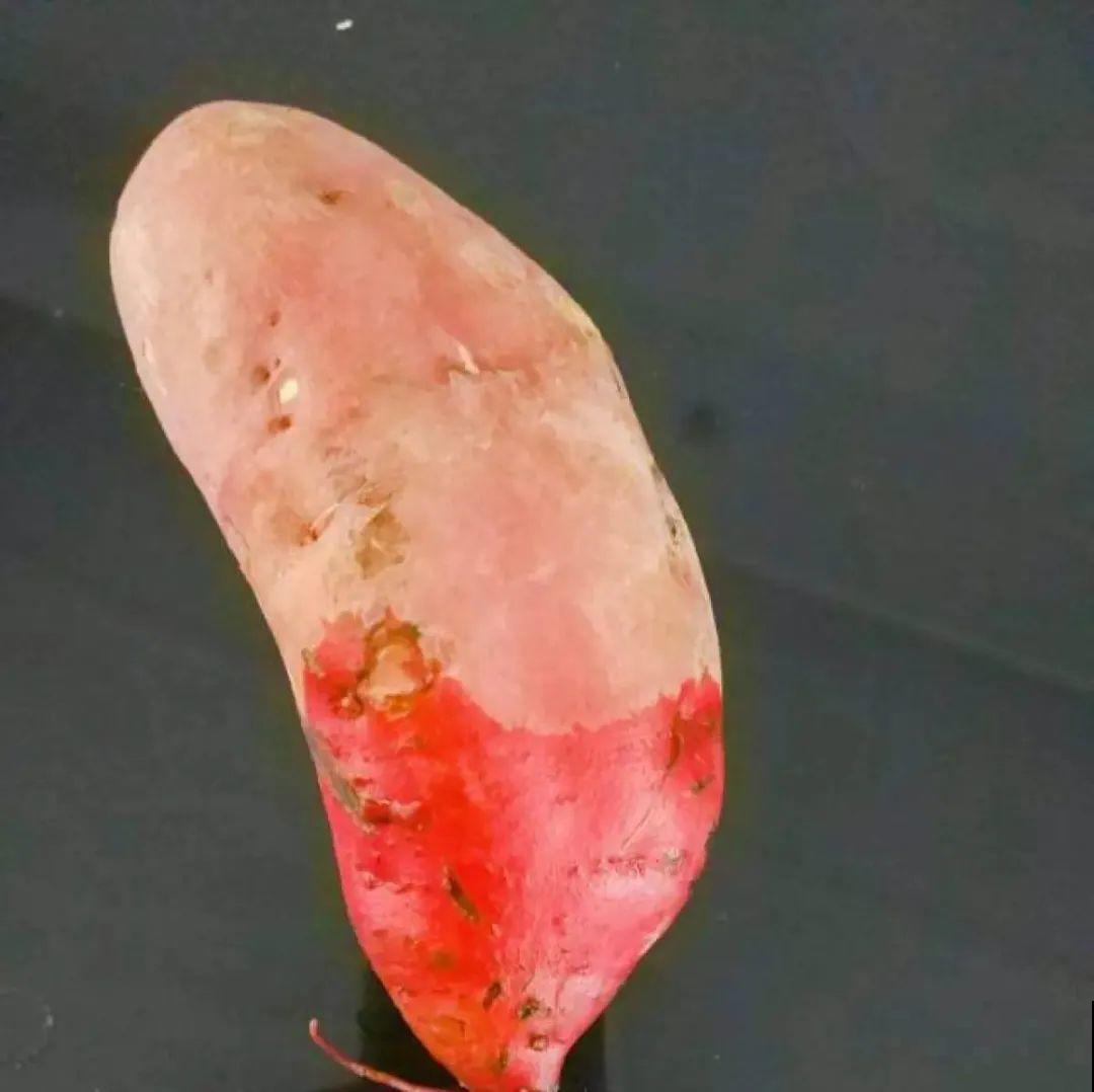 玉米棒子插水里，比绿植长得快，长成清新小盆栽