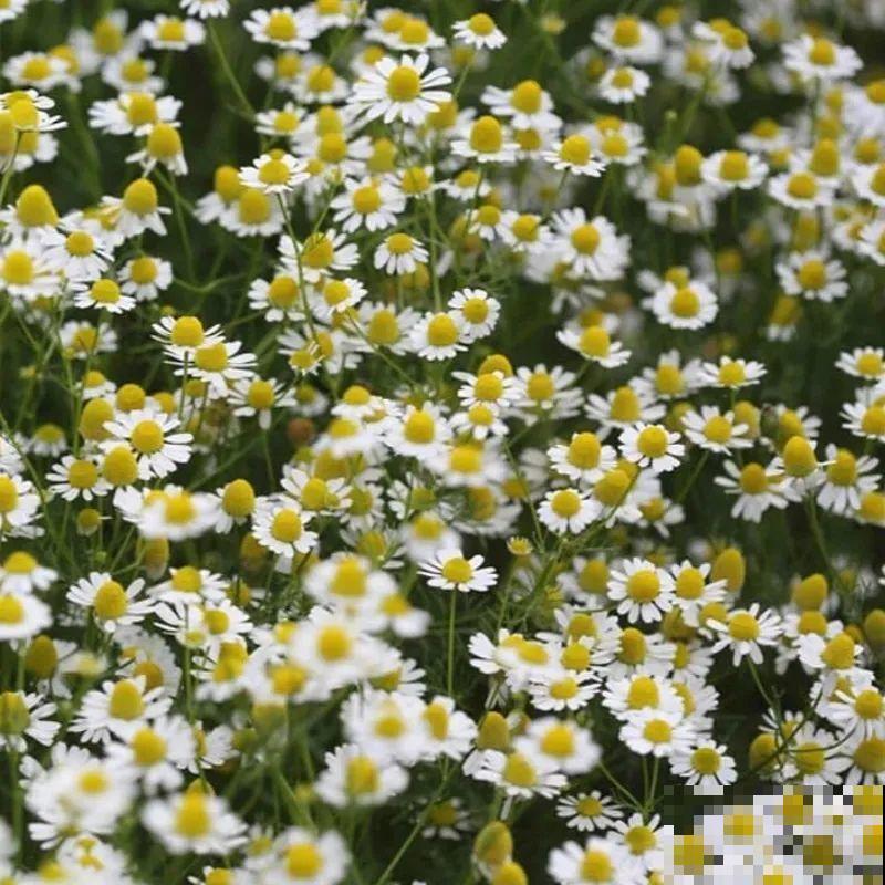 带有苹果香气的菊花，样子十分小清新，摘下来还能泡茶