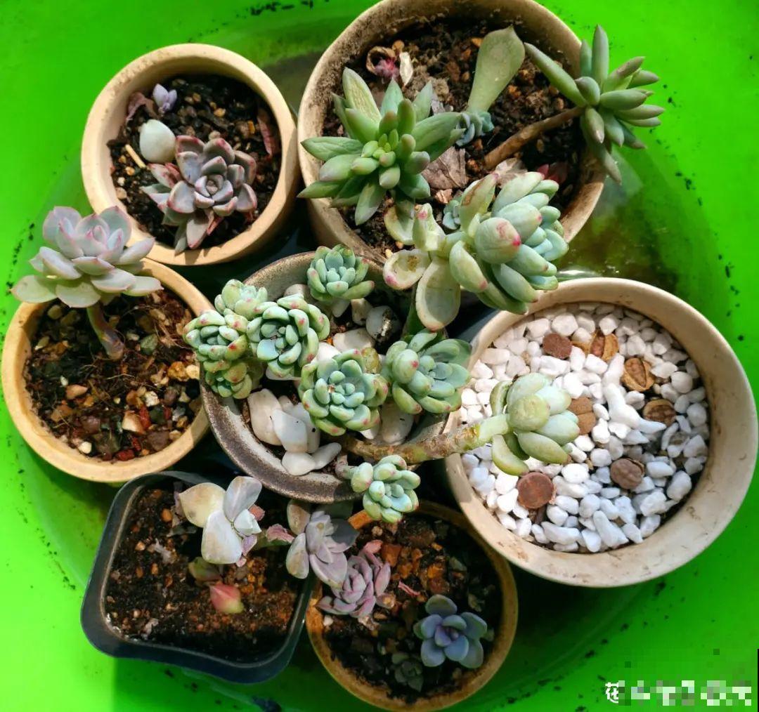 4月是养多肉的黄金期,浇水、施肥···都有窍门,现在知道还不晚 4月是养多肉的黄金期,浇水、施肥···都有窍门,现在知道还不晚