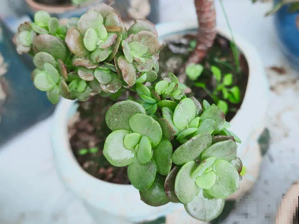 草本植物春剪,学着掐顶芽,呼呼冒出一大盆 草本植物春剪,学着掐顶芽,呼呼冒出一大盆