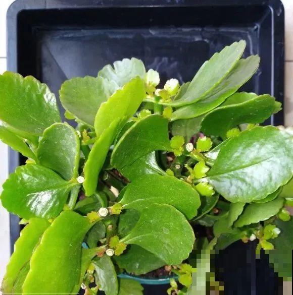 给花浇水掺点白醋，植物根比萝卜还粗，健壮不黄叶