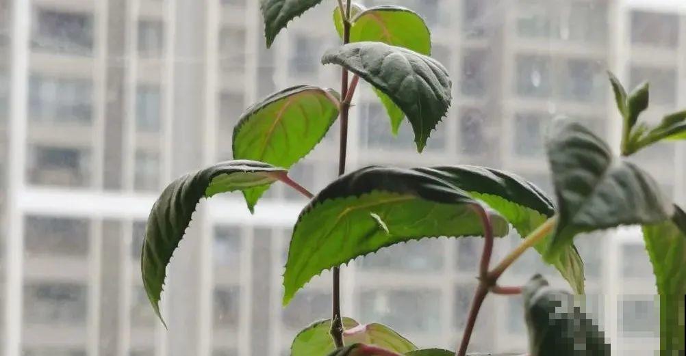 难度夏的8种花，赶紧扦插备份，再晚只剩盆了