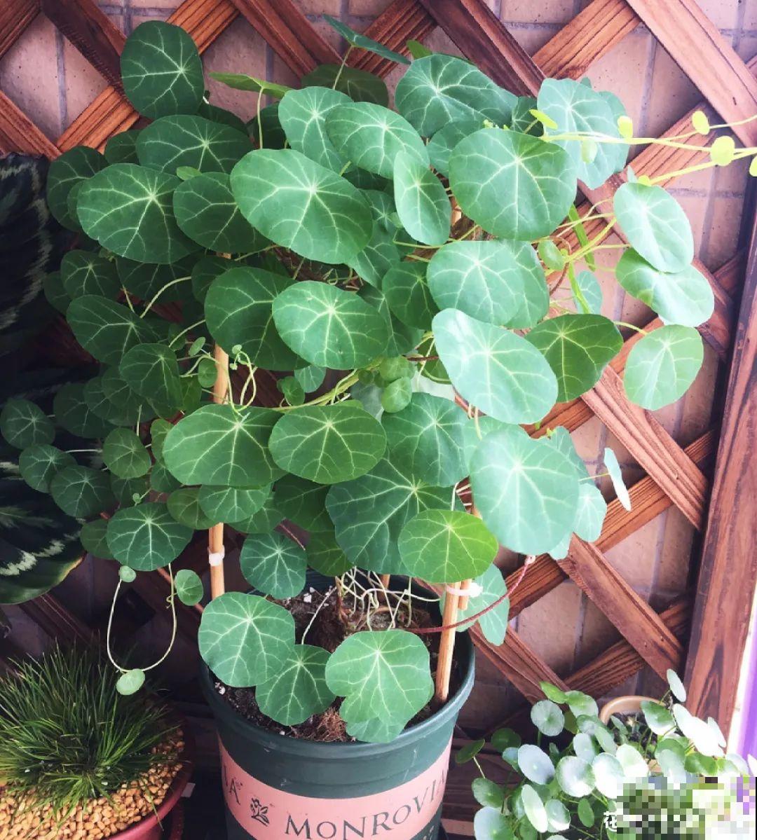 室内小窗台,养点小众盆栽,气质瞬间不一样 室内小窗台,养点小众盆栽,气质瞬间不一样